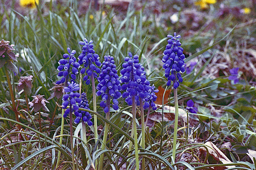 Grape Hyacinths