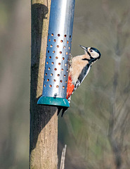 Great spotted woodpecker