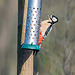 Great spotted woodpecker