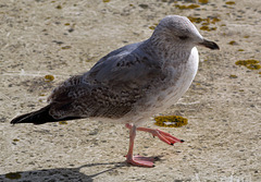 EOS 60D Unknown 11 36 4305180 Gull dpp