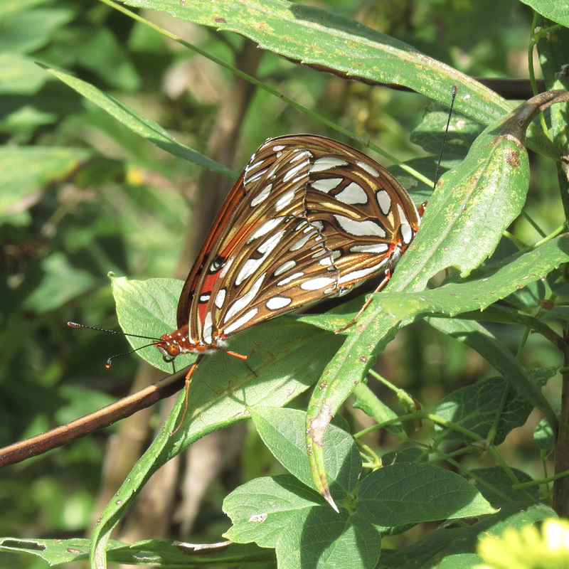 Gulf fritillaries mating