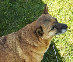 20220312 0312CPw [D~MI] Shiba, Hundewiese, Hille