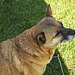 20220312 0312CPw [D~MI] Shiba, Hundewiese, Hille