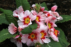 Primula vulgaris