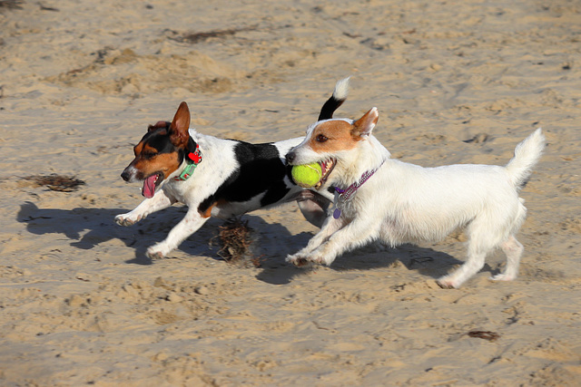 EOS 90D Peter Harriman 14 20 30 24237 dogs dpp