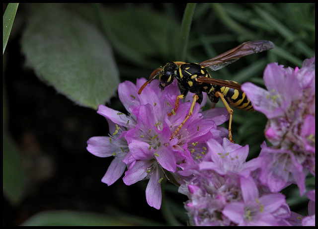 Polistes dominula (femelle)