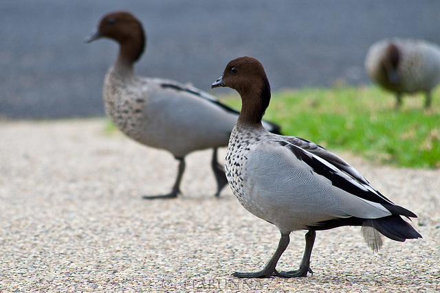 Visiting Wood Ducks