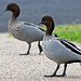 Visiting Wood Ducks