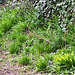 Bluebells coming up on the side of the driveway