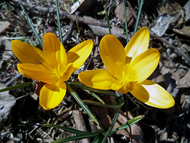 Flowers