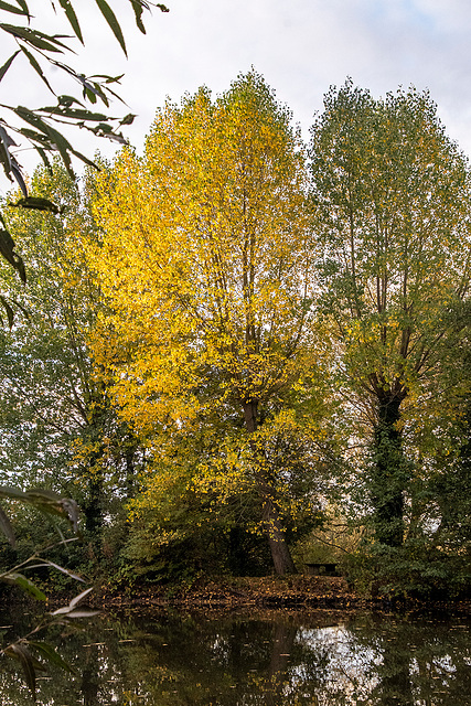 Autum colour5