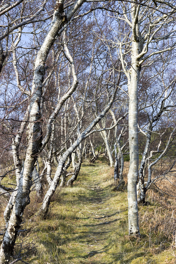 Raasay: No.1 Ironstone Mine tramway with silver birches