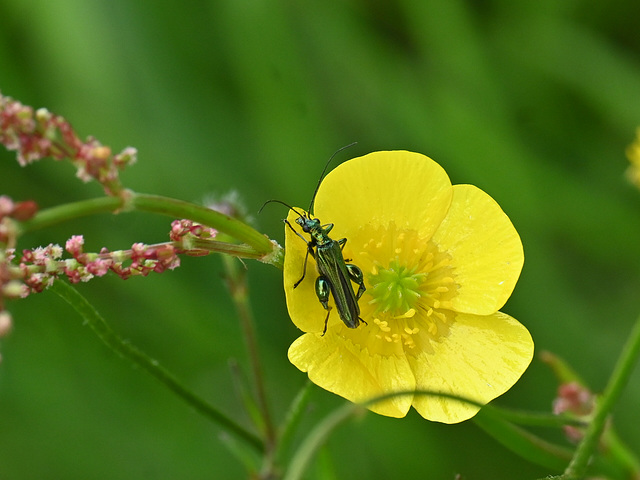 Thick legged flower beetle-SC 5567