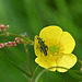 Thick legged flower beetle-SC 5567