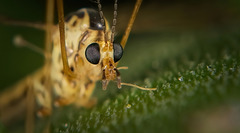 Diese Krähenschnake ( Nephrotoma ) kam mir nahe :))  This crane fly (Nephrotoma) came close to me :)) Cette grue (Nephrotoma) s'est approchée de moi :))