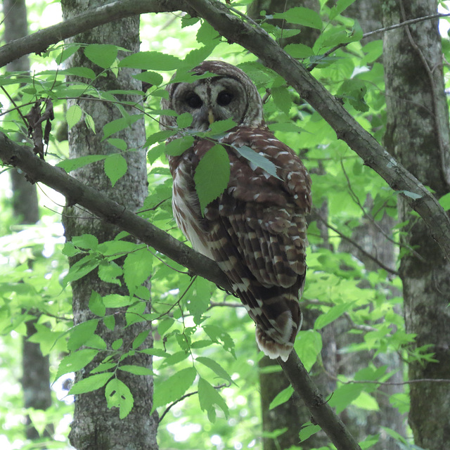Barred owl watching the photographer