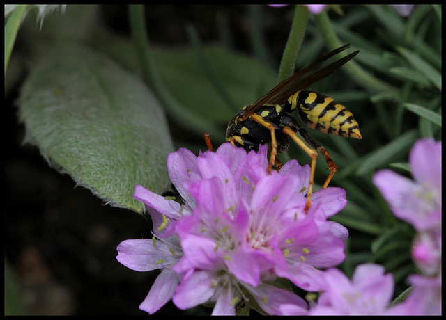 Polistes dominula (femelle)