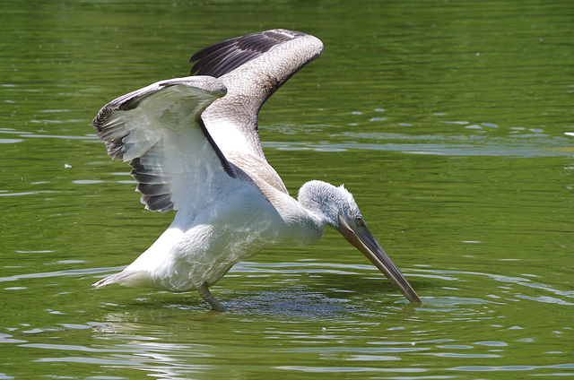 parc des oiseaux Villars les Dombes