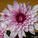 Dahlia 052516-001