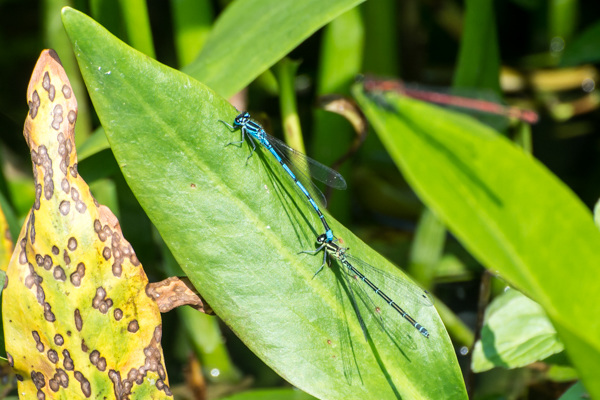 Azure Bluet - DSA 0374