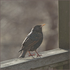 Starling fresh from the suet