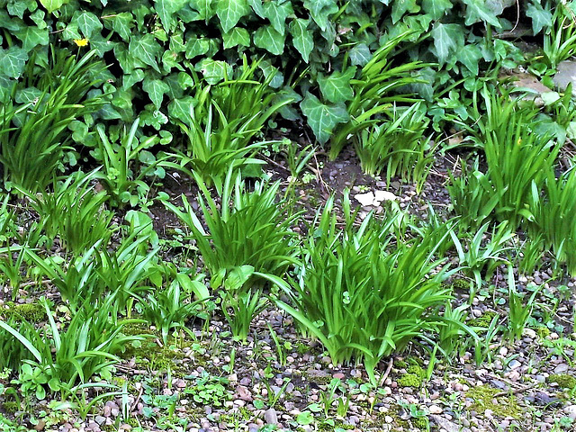 Even more bluebells coming up.