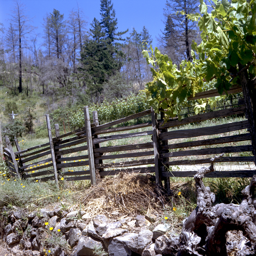 Mountain Vineyard