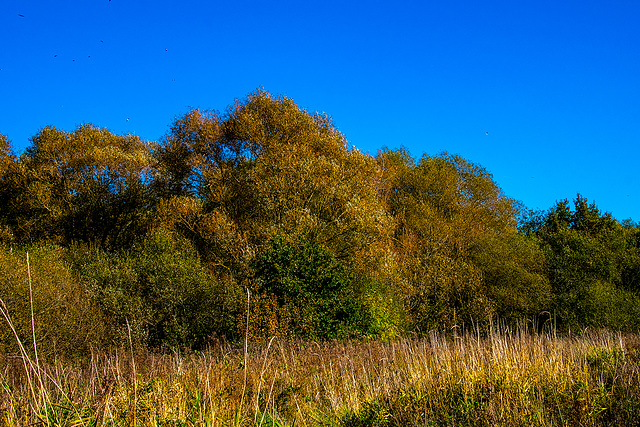 Autumn at Burton wetlands