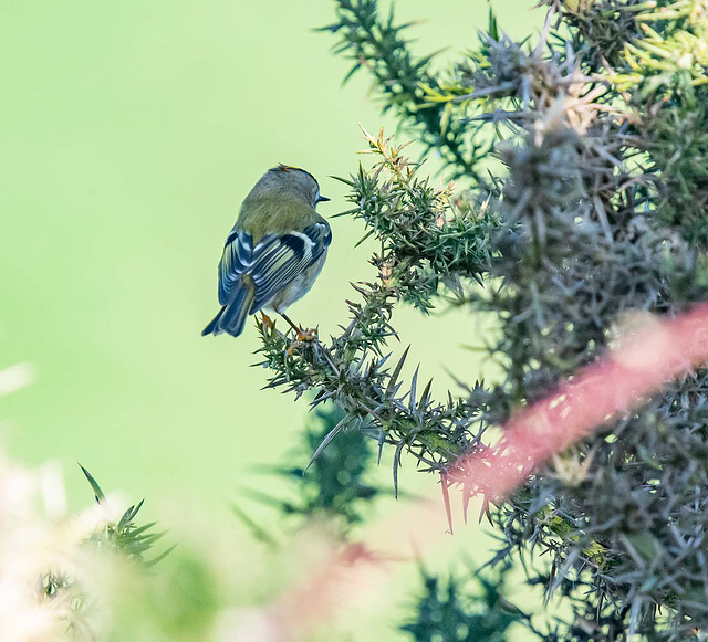 Goldcrest