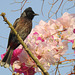 20190323-1250 Red-vented bulbul