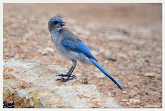 Western Scrub Jay