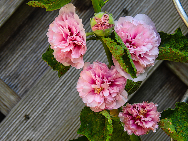20210726 1987CPw [D~LIP] Stockrose (Alcea rosea), Bad Salzuflen