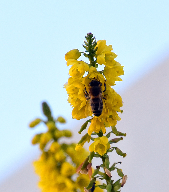 Biene auf Mahonia Wintersun am 9. Febr. 2022