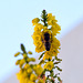Biene auf Mahonia Wintersun am 9. Febr. 2022
