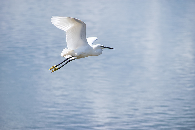 Little Egret in flight