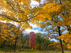 Framing Fall