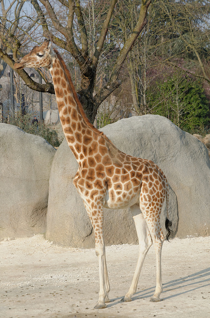 Girafe (profil)