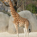 Girafe (profil)