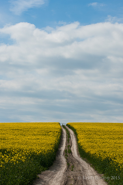 Oilseed Rape