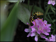 Polistes dominula (femelle)