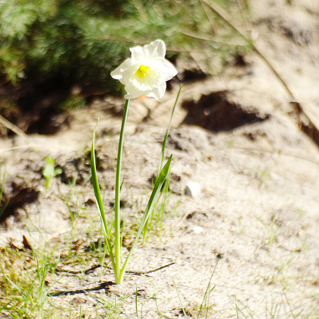 Daffodil