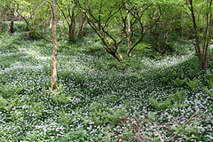 Wild Garlic