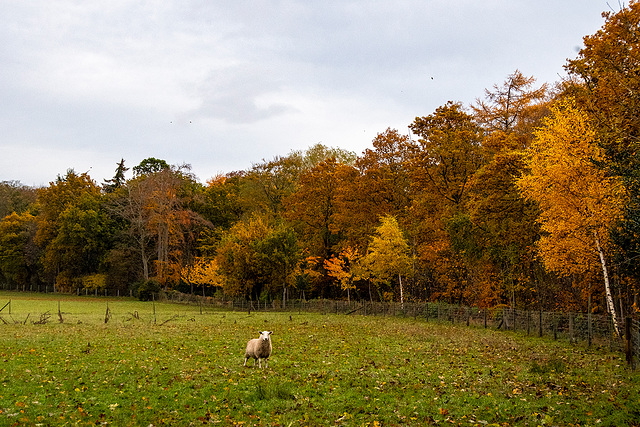 Autumn colours.8jpg