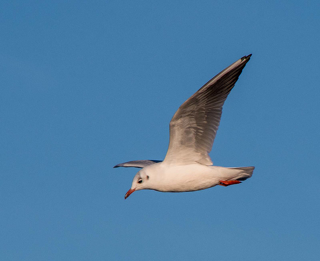 Gull in fightfe '