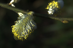 Pussy Willow