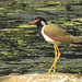 20190323-1302 Red-wattled lapwing
