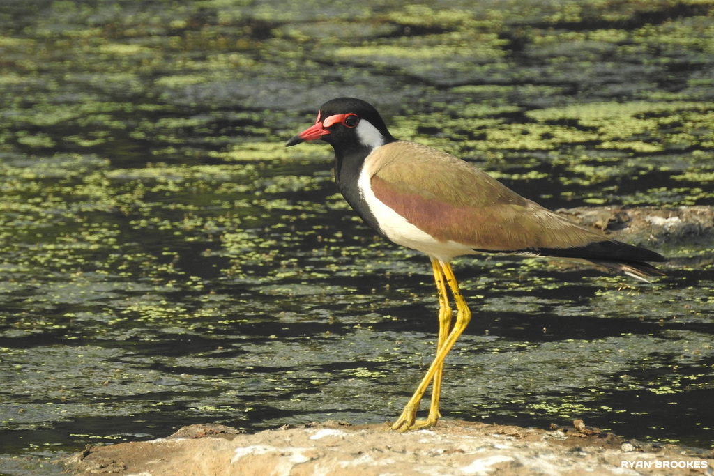 20190323-1302 Red-wattled lapwing
