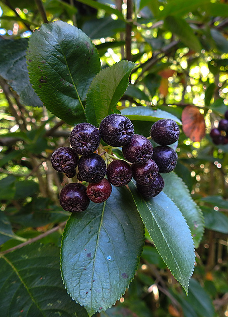 20210726 1988CPw [D~LIP] Apfelbeere (Aronia prunufolia 'Viking'), Bad Salzuflen