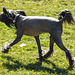 20220312 0315CPw [D~MI] Hundelady, Hundewiese, Hille