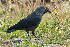 20140907 4877VRAw [NL] Dohle (Corvus monedula), Terschelling